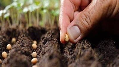 محاولات احتيال.. الزراعة توجه تحذيرا عاجلا من تقاوي مضروبة بالأسواق