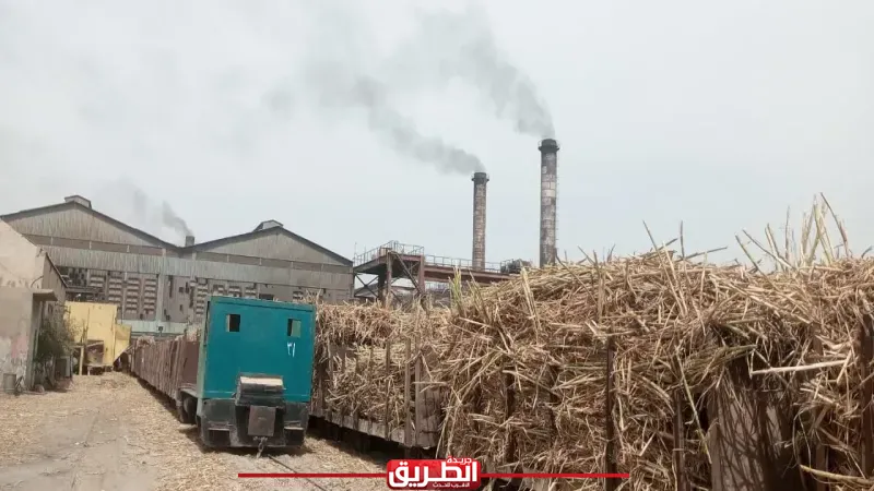 زراعة قنا تكثف جولاتها الميدانية لمتابعة توريد القصب وفحص المحاصيل الإستراتيجية