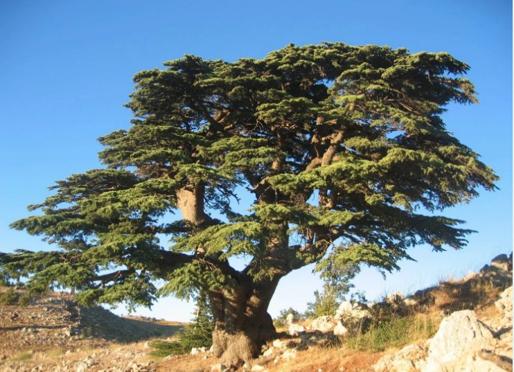 أرز لبنان الذي تغنى به الشعراء وباعه التجار