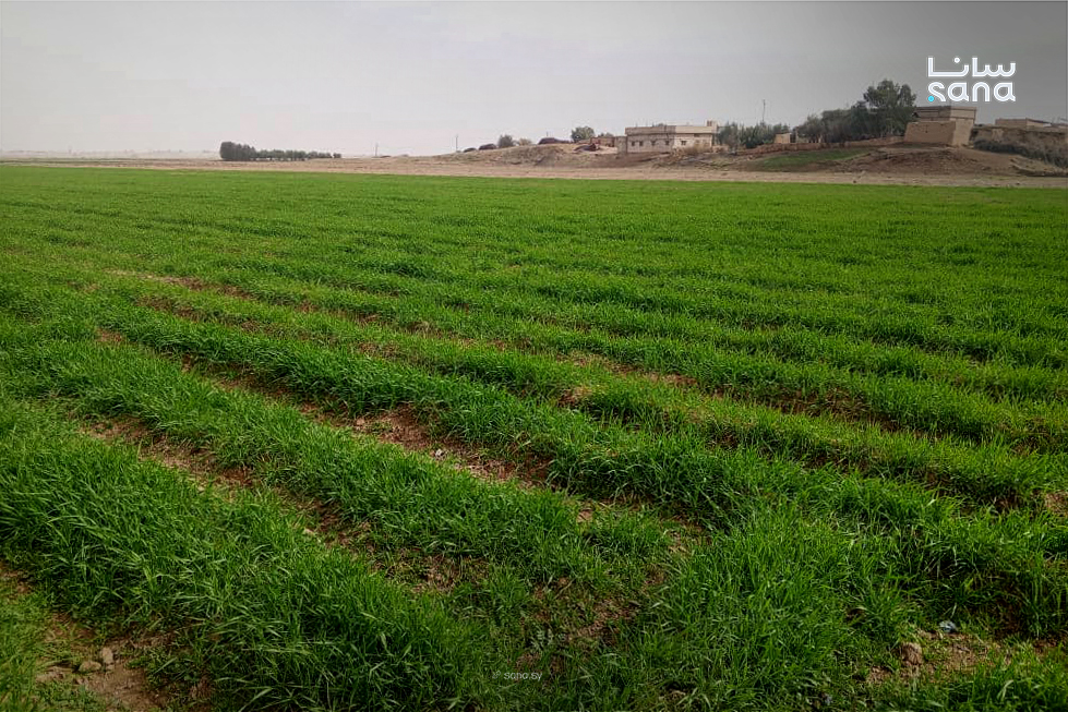 زراعة الحسكة: تحسن نمو محصولي القمح والشعير في مختلف مناطق الاستقرار الزراعي