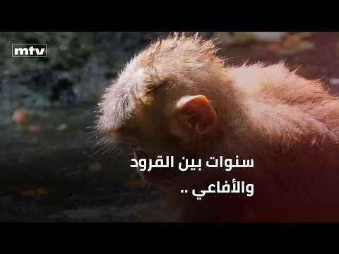 Years among monkeys and snakes: A Lebanese man recounts his experience in the Amazon