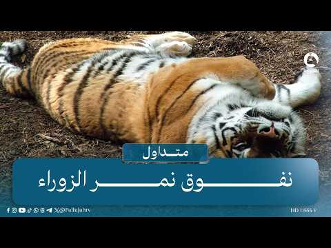 The death of the Al-Zawraa tiger and the veterinary team explains the reason