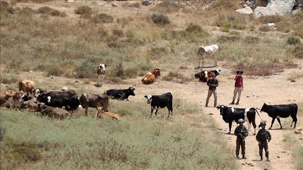 الاستيطان الرعوي يهدد الوجود البدوي الفلسطيني في الضفة الغربية