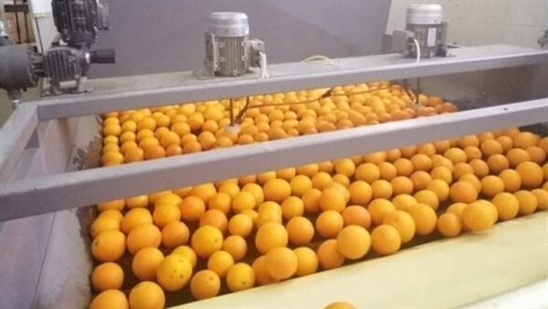 فتح سوق تصديري جديد في بنما أمام الموالح المصرية
