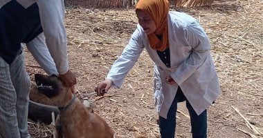 بيطرى سوهاج ينفذ حملة لتحصين الكلاب الحرة ضد السعار بكوم بدار بالمنشاة
