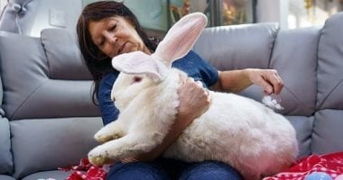 بريطانية تمتلك أرنبا هولنديا عملاقا يصل وزنه لـ 9 كيلو جرام