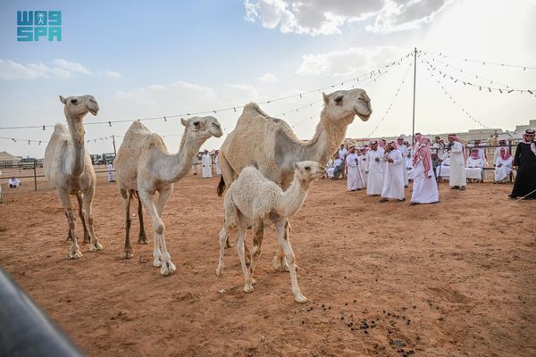 اختتام مزاد الإبل في محافظة الغزالة بقيمة سوقية تقارب 6.5 ملايين ريال