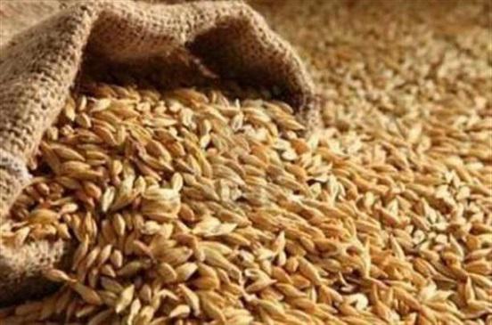 تدشين حصاد القمح بمشروع الجزيرة مطلع الاسبوع المقبل