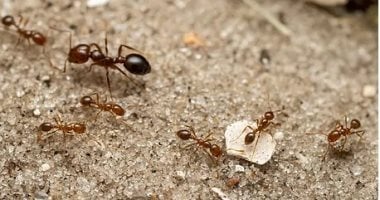 5 حلول طبيعية لطرد النمل من البيت.. من زيت الليمون للفلفل الأسود