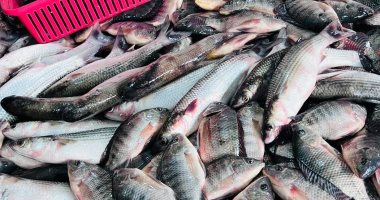 البلطى يبدأ من 65 جنيه والبورى من 100 جنيه.. أسعار السمك بالإسكندرية اليوم