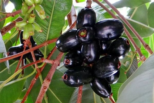 ثمار تحمي الجسم من الالتهابات المزمنة
