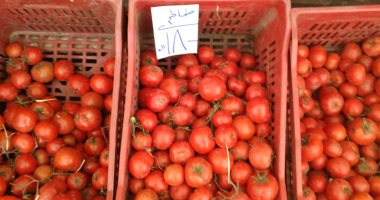 وزارة التموين تطرح الطماطم بمنافذ المجمعات الاستهلاكية