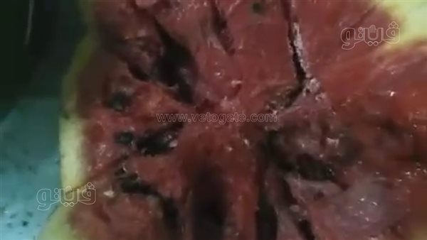 تاجر بطيخ يثير الجدل في المنوفية، ادعى أن "البطيخ مسموم" وتحدّى التجار ويطالب بالتحقيق (فيديو)