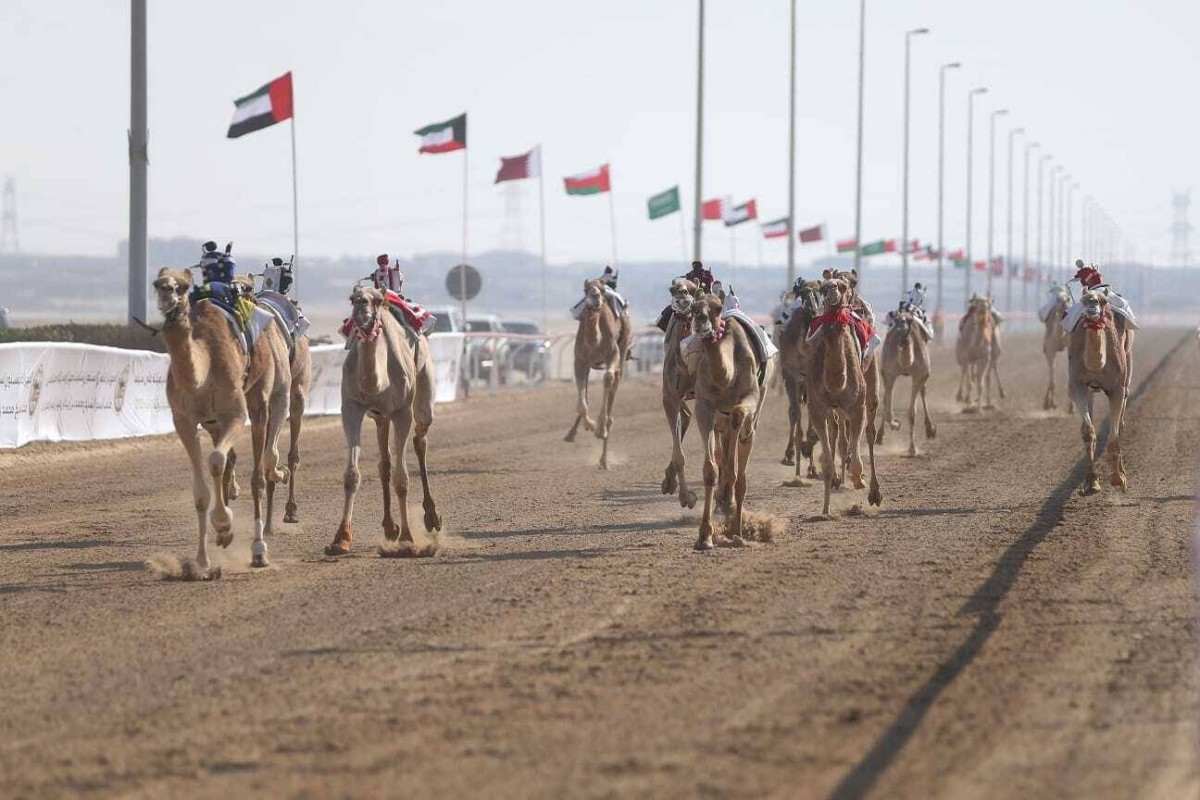 «المهرجان الختامي» السنوي لسباقات الهجن العربية الأصيلة ينطلق 26 فبراير