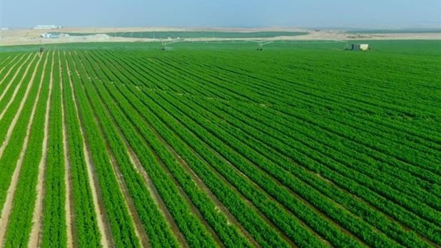 مميزات مشروع الدلتا الجديدة والمحاصيل المتوقعة