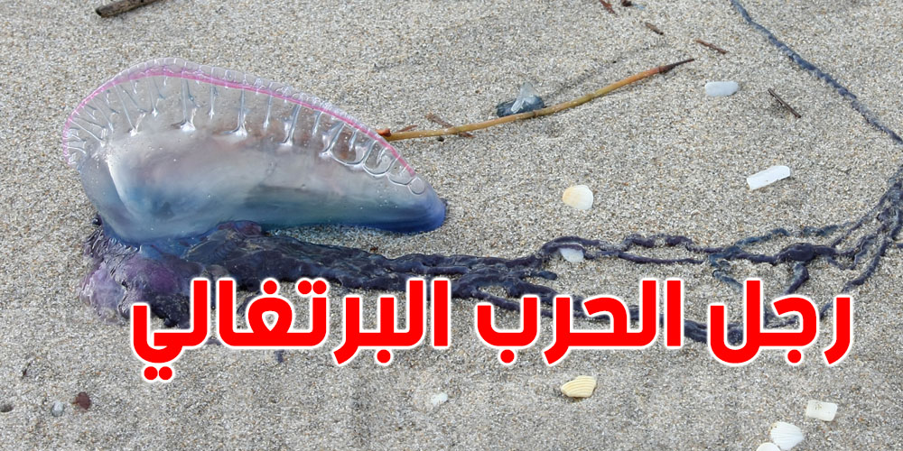 مفاجأة في البحر: 3 حالات جديدة من الكائن البحري السام في تونس