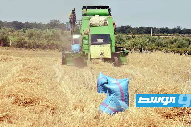 المغرب: زيادة محاصيل الحبوب إلى 9 ملايين طن بعد جفاف 7 سنوات
