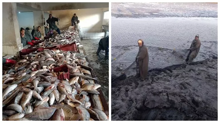إنتاج وفير.. حصاد 68 طنًا من الأسماك بمزرعة برسيق بالبحيرة (صور)