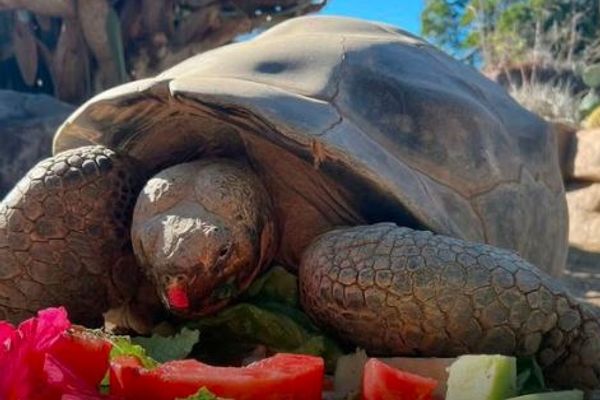 عودة 150 سلحفاة عملاقة إلى مواطنها في جزر غالاباغوس