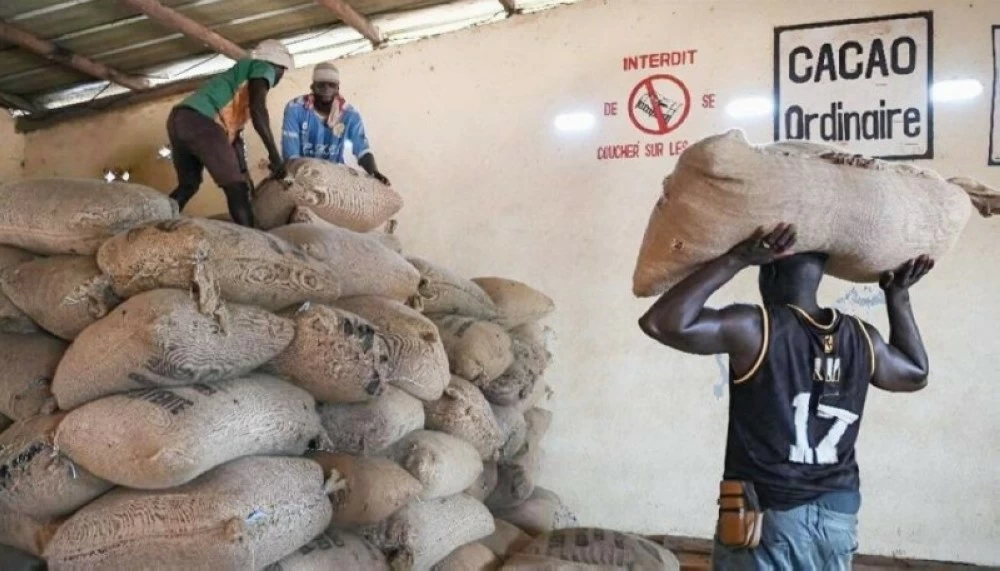 هوت 10 %.. أسعار الكاكاو لأدنى مستوى