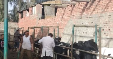 تحصين 176 ألف رأس ماشية في الحملة القومية ضد مرض الجلد العقدى فى الدقهلية