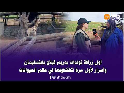 مبروك ... أول زرافة تولدات بدريم فيلاج بابنسليمان وأسرار لأول مرة تكتشفونها في عالم الحيوانات