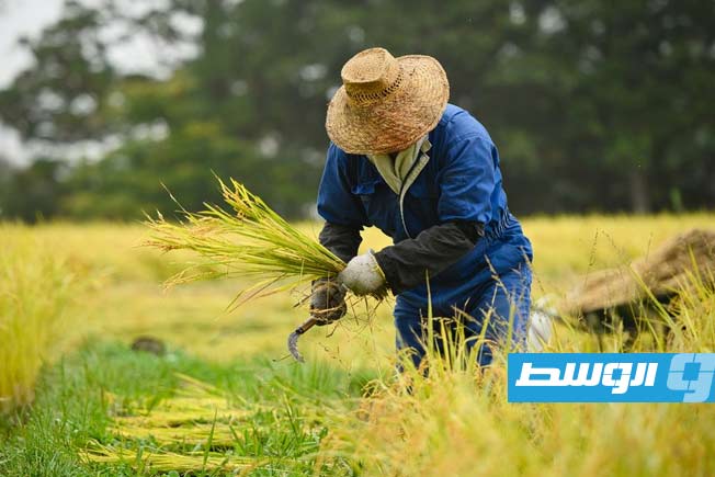 الحرب والطقس يقفزان بأسعار الأرز في آسيا بنحو 20% خلال مايو