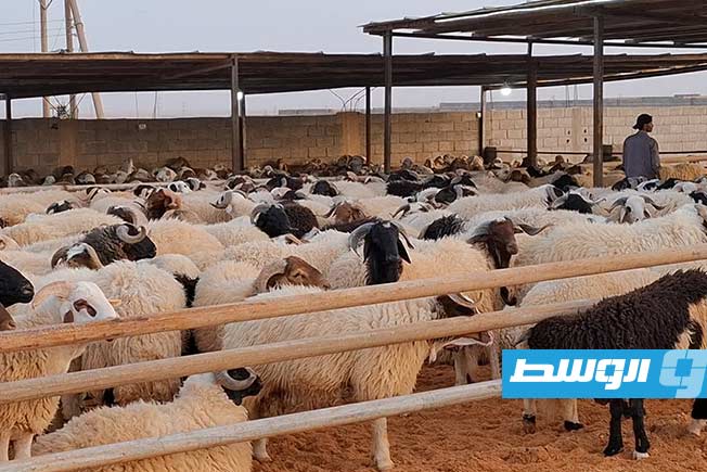 أسعار الأضاحي تنغص على أهالي بني وليد فرحتهم بالعيد
