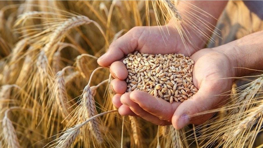 100 ألف دونم المساحة المزروعة بالقمح والشعير في المفرق