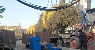 ختام موسم توريد قصب السكر بالأقصر.. مصنع أرمنت يستقبل أطنان القصب بعد 4 أشهر من العمل اليومى.. قيادات التموين والزراعة يتابعون آخر يوم من العمل.. ويشيدون بنجاح الموسم وقدرات العمال في خدمة المزارعين..