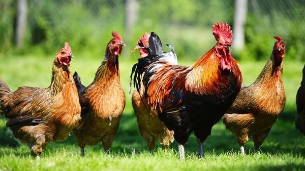 انخفاض البلدي 5 جنيهات، سعر الفراخ اليوم الثلاثاء 12 مايو 2026