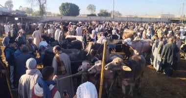 مستريح الأضاحى.. كيف تحمى نفسك من تجار المواشى المتلاعبين بالأوزان؟