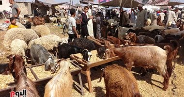 دار الإفتاء: الاجتماع على طعام الأضحية يقوي الروابط الأسرية ويعزز الشكر لله
