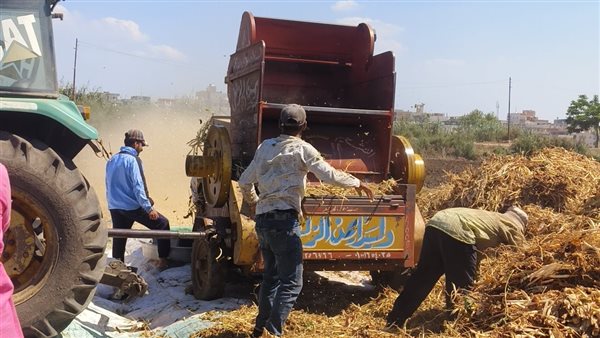 حكاية تتوارثها الأجيال في شربين، "فيتو" ترصد عملية حصاد الفاصوليا البيضاء من الحقول إلى الأسواق (صور)