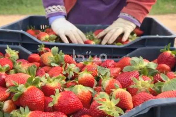 الزراعة: 2025 عام الإنجازات للصادرات من الفراولة مع توسع مستمر للأسواق العالمية