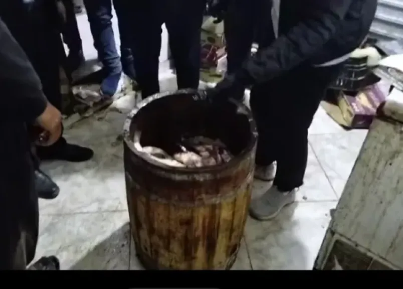 قبل عيد الفطر .. الرقابة التموينية بمغاغة تضبط 631 كيلوجرام أسماك فاسدة