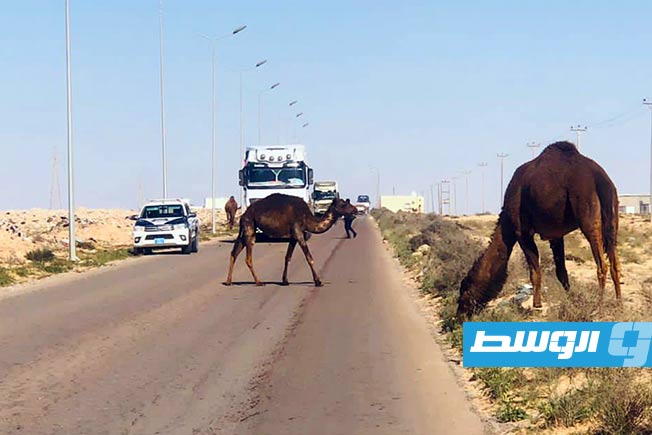 أمن أجدابيا: حجز ومصادرة الإبل القريبة من الطرق العامة