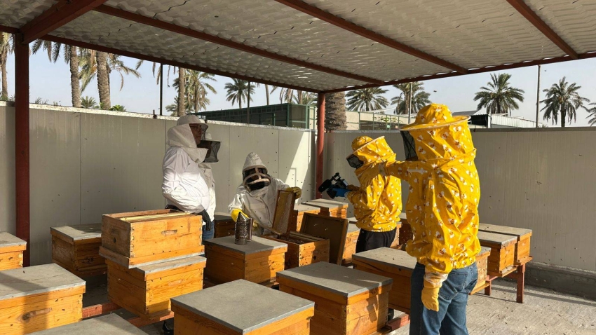 انطلاق عمليات فرز عسل المانجروف بالمنطقة الشرقية