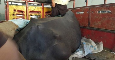 الطب البيطرى بسوهاج تكشف حقيقة واقعة الجاموسة: لا عقر والمصل احترازى