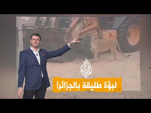 شبكات | لبؤة طليقة تثير الرعب بالجزائر