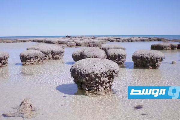 اكتشاف سر نشأة «الحياة المعقدة» في خليج القرش غرب أستراليا