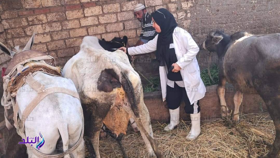 بيطري الغربية:تحصين 230 ألف رأس ماشية ضد الحمى القلاعية على مستوى المحافظة