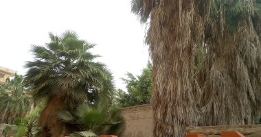 بسبب الخفافيش.. تعليم الغربية تخاطب مجلس مدينة كفر الزيات لتقليم أشجار مدرسة بنات