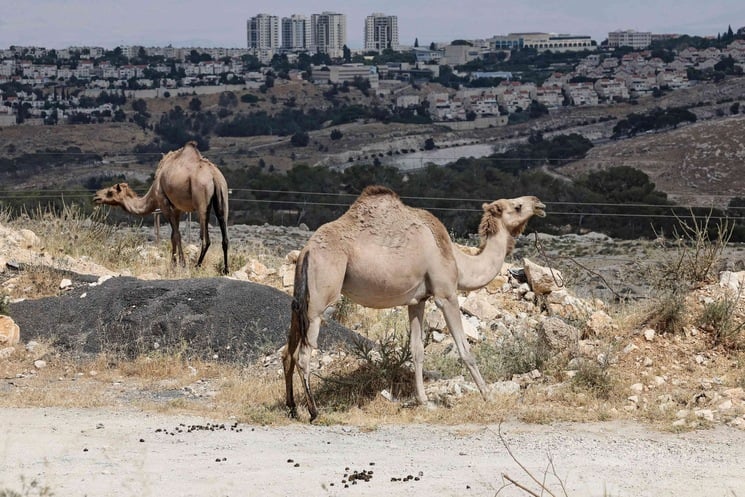 خطة الاحتلال لإنشاء 61 مستوطنة في الضفة.. ومسؤول فلسطيني لـ”القدس العربي”: تسريع لخطوات فرض السيادة