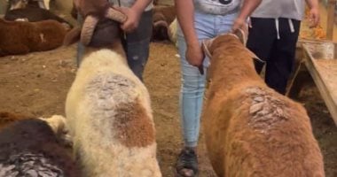 وزنه 100 كيلو.. أضخم خروف أضحية العيد وسعره 25 ألف جنيه (فيديو)