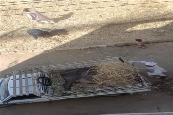 ضبط المتهمين في واقعة «فيديو الجاموسة» بقنا