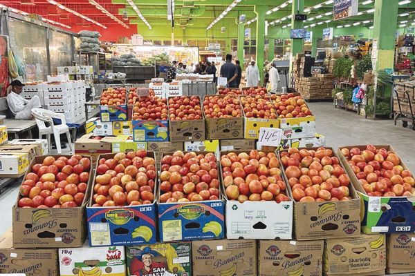 الأجواء الحارة ترفع أسعار الطماطم في أسواق المنطقة الغربية