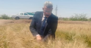 الذهب الأصفر يتلألأ.. 42 موقعا تخزينيا للقمح بالمنيا بسعة 465 ألف طن