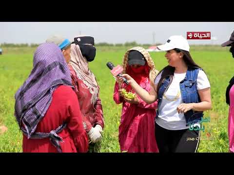 أهل بلدنا - رحلة الفلفل والباذنجان في حقول الشرقية تعرف على مراحل الحصاد