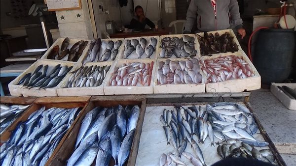 سعر السمك اليوم، انخفاض 4 أصناف 10 جنيهات وارتفاع الماكريل والجمبري الجامبو